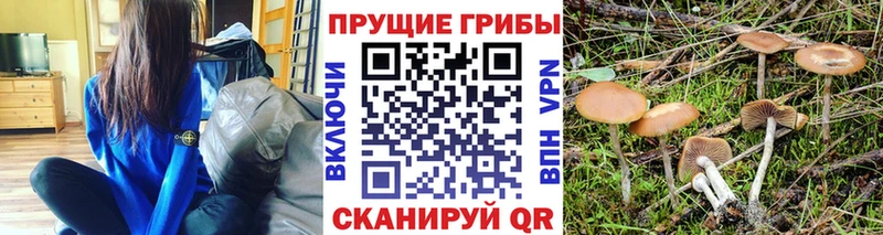купить наркотики цена omg ссылки Псилоцибиновые грибы Psilocybe Нерехта